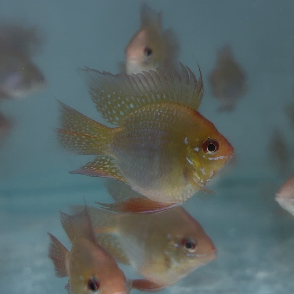 Gold Balloon Ram 3cm