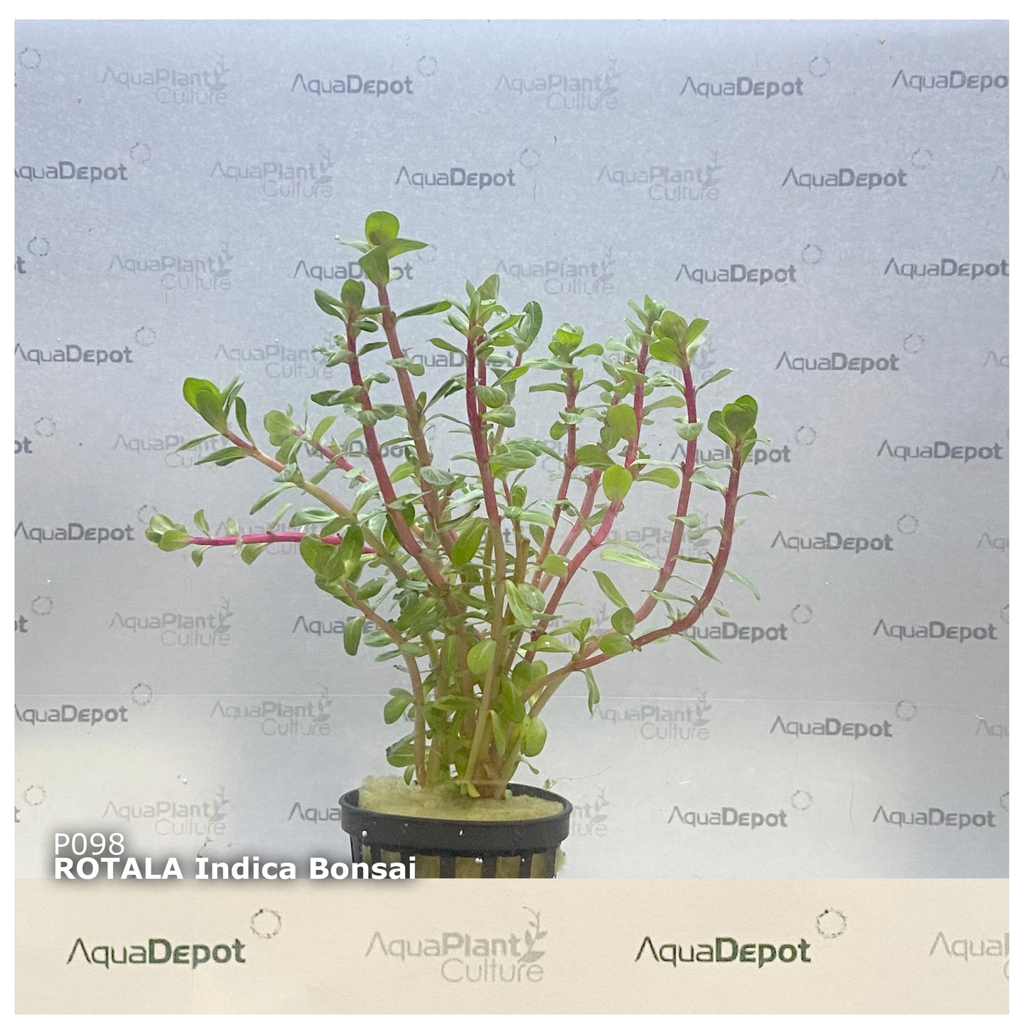 Rotala indica bonsai
