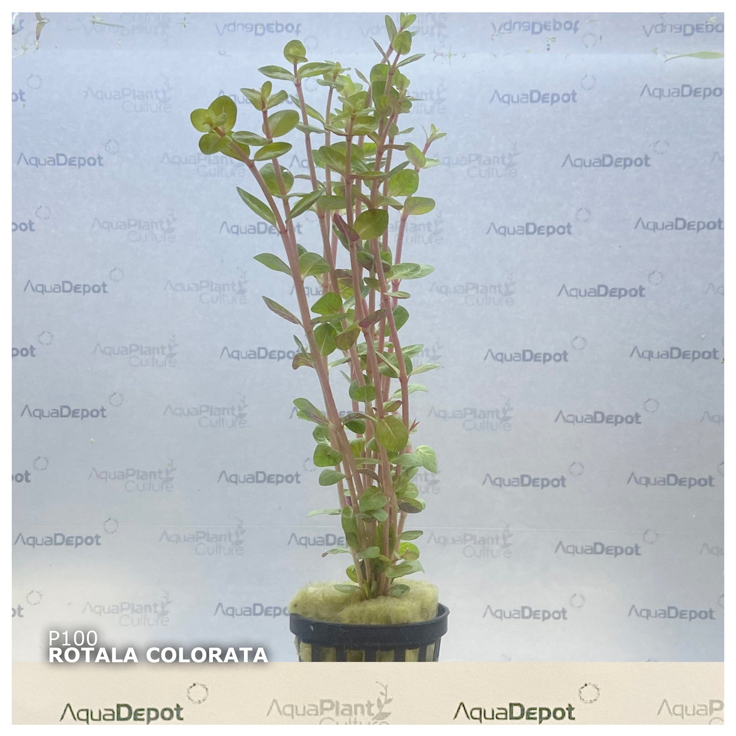 Rotala Colorata