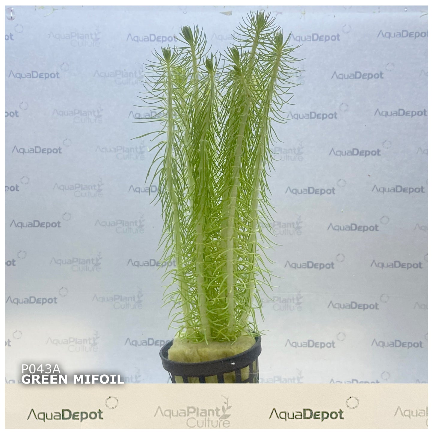 Myriophyllum crispatum Green Milfoil