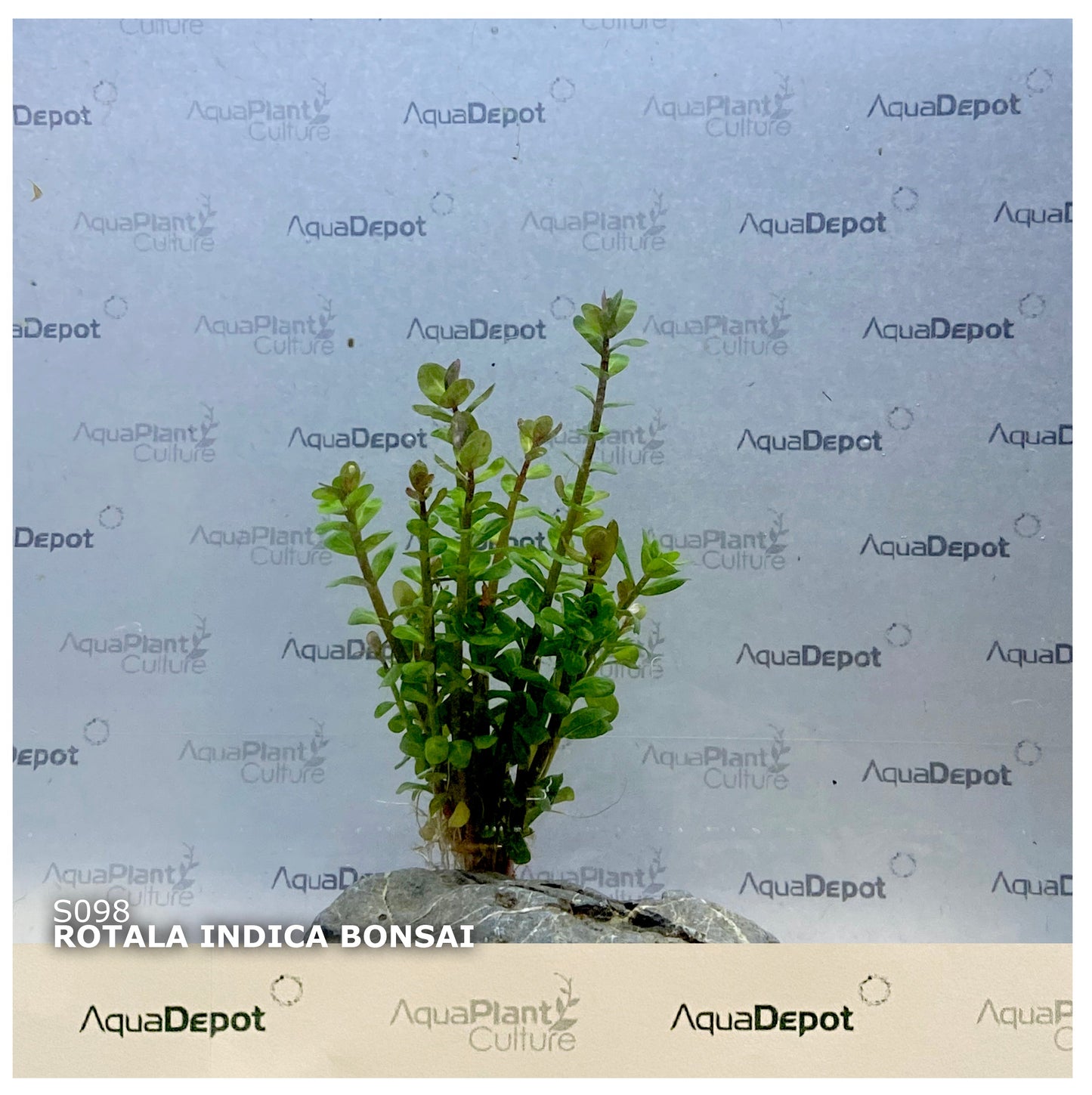 Rotala indica bonsai