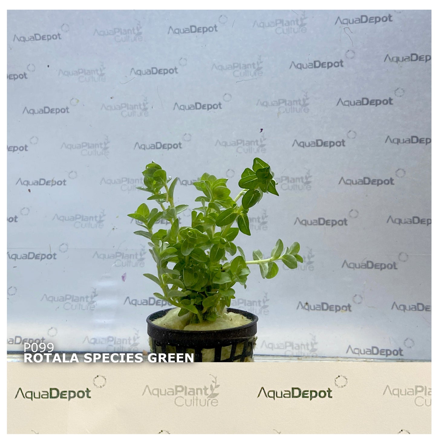 Rotala green
