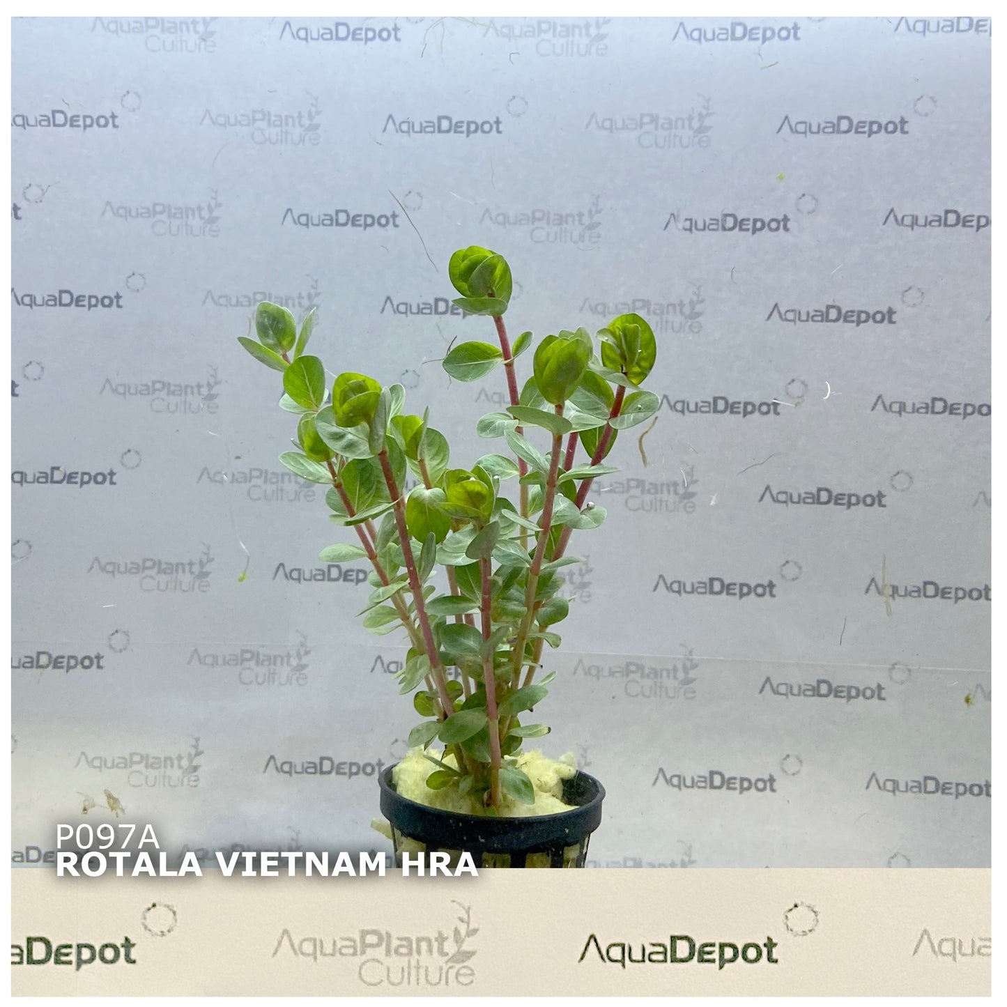 Rotala vietnam hra