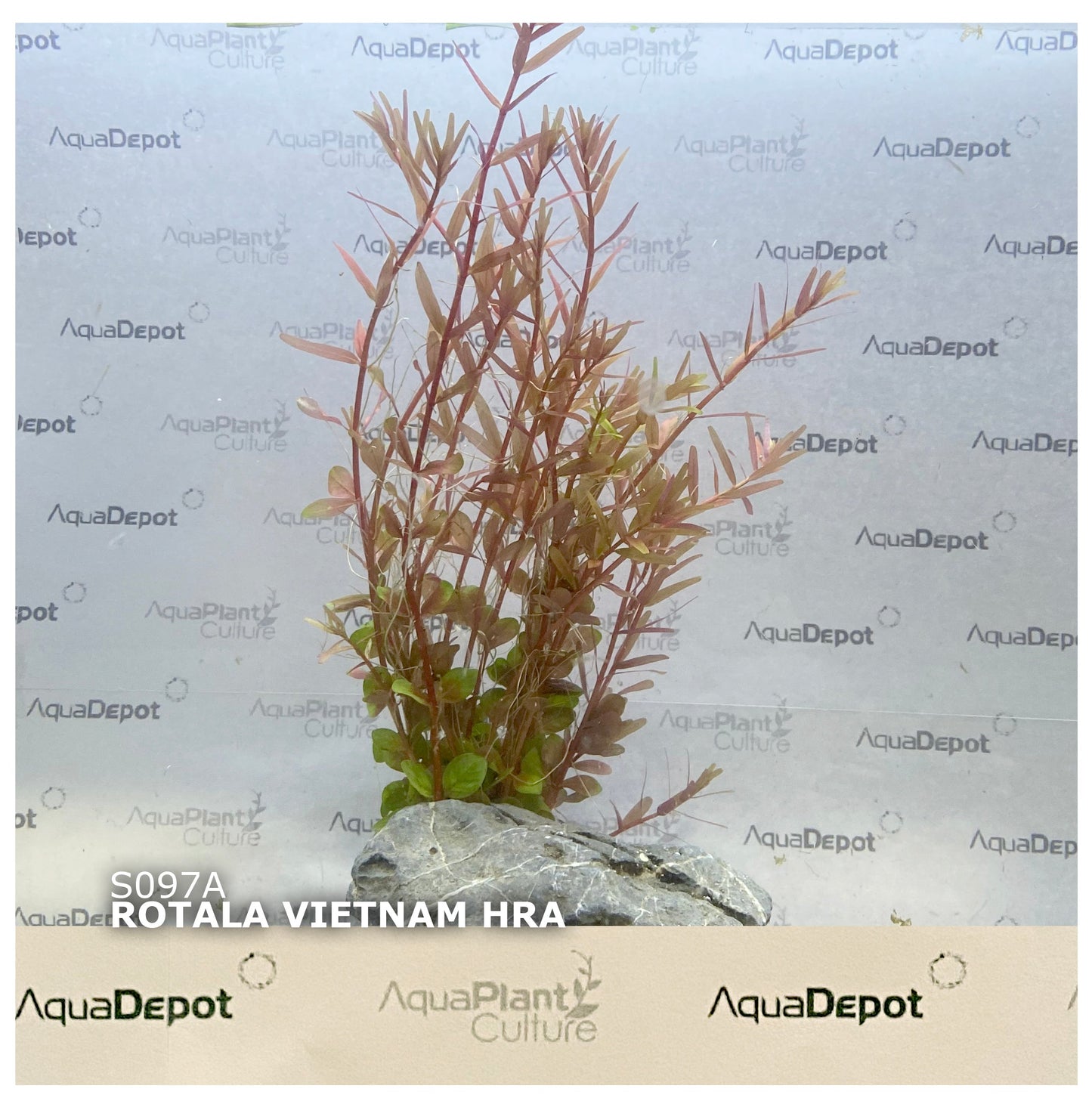 Rotala vietnam hra