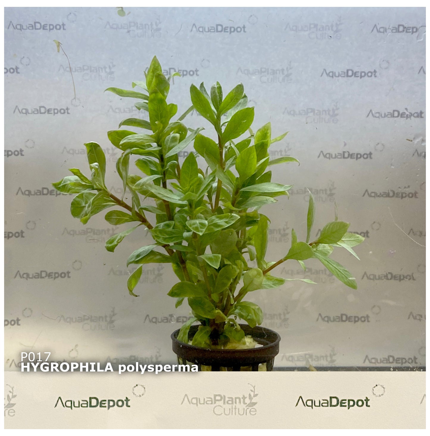 Hygrophila polysperma