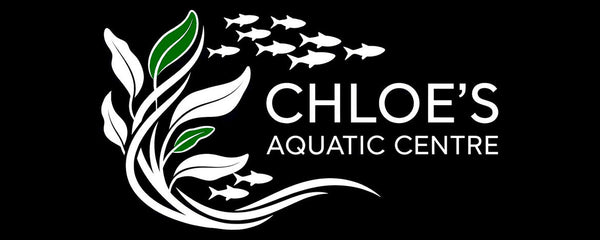 Chloe's Aquatic Centre