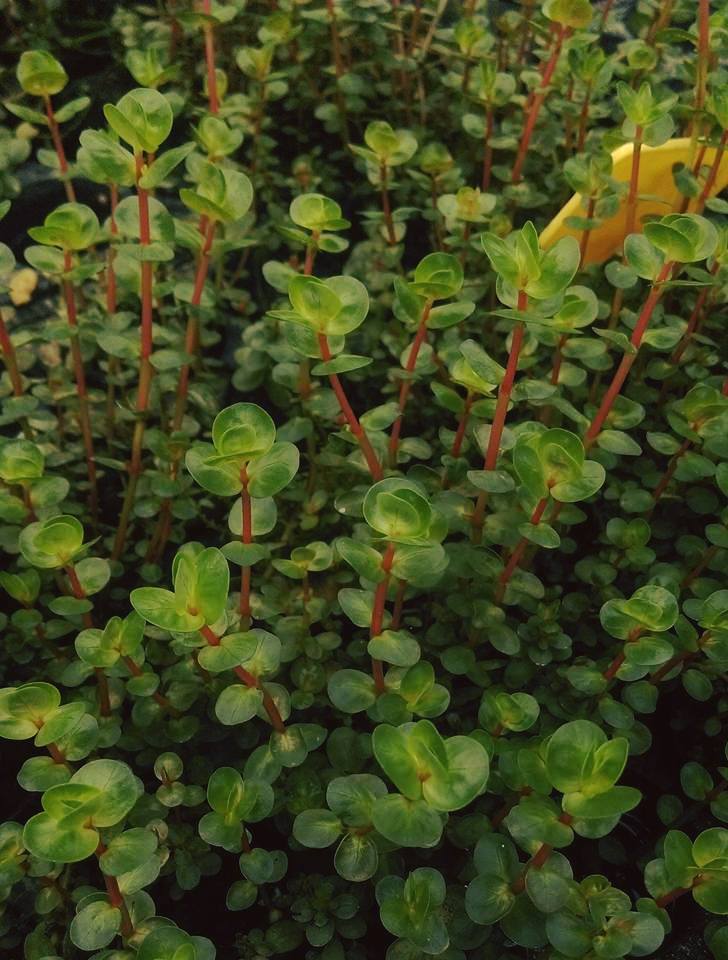 Rotala Colorata