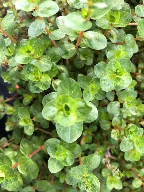 Rotala green