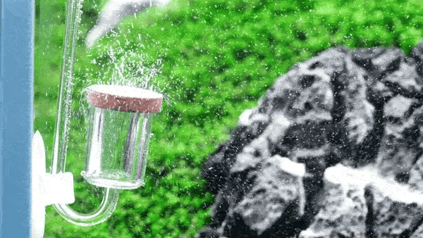 CO2 Injection 101: Is It Worth It for Your Planted Tank?