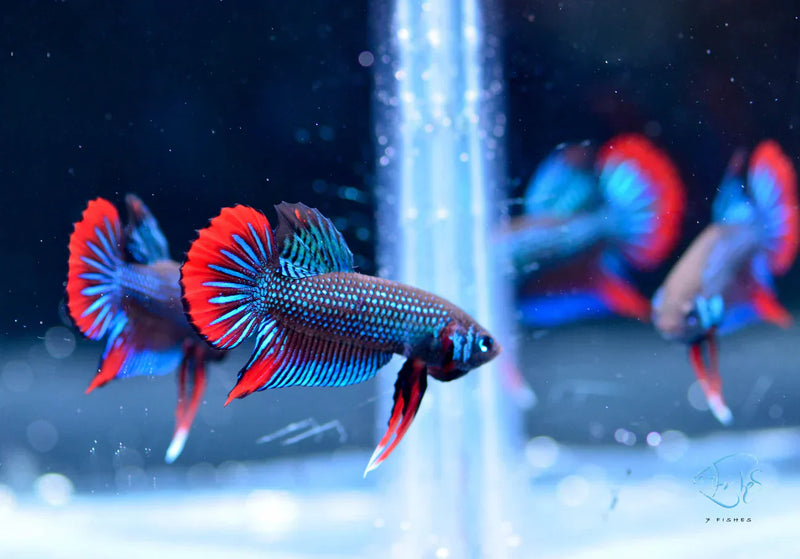 Wild Betta Species Spotlight: Beyond the Common Betta splendens