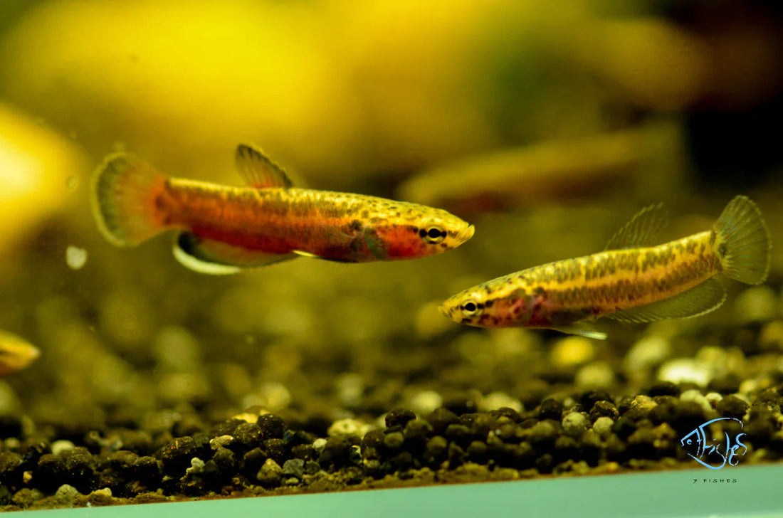 Sourcing Ethically: How We Choose Our Live Fish and Plants