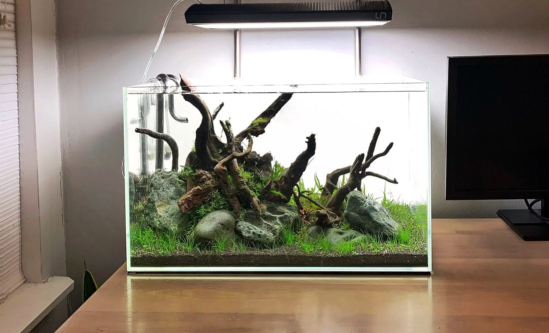Aquascape Styles Explained: Iwagumi, Dutch, and Nature Aquarium