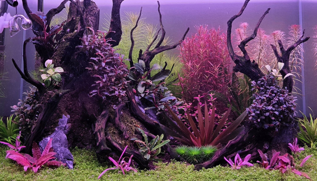 The Best Low-Tech Aquatic Plants for Australian Beginners