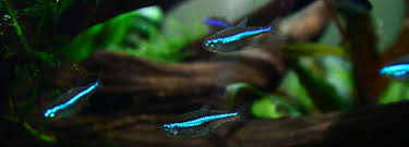 How to Cycle Your Aquarium the Right Way