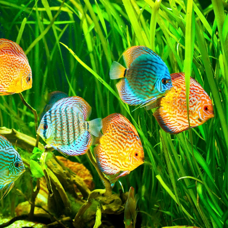 Discus & Angelfish