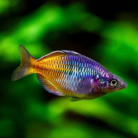 Rainbowfish & Natives
