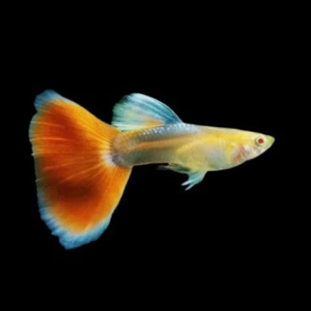 Livebearers
