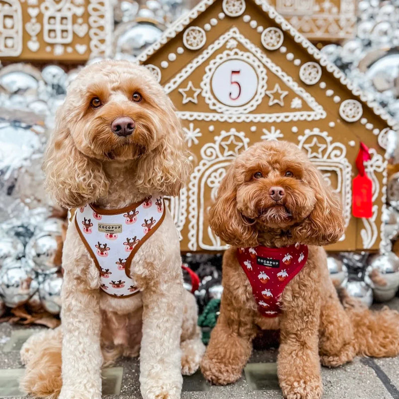 Cocopup London Christmas Collection