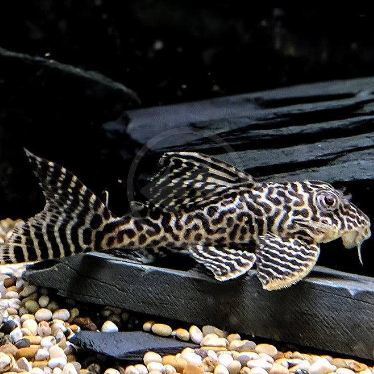 Loach & Catfish