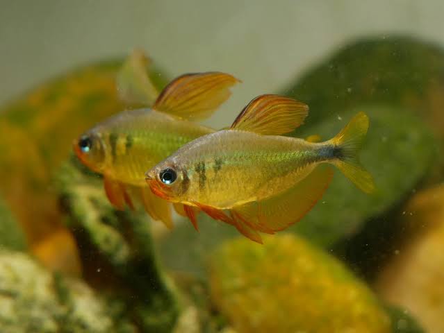 Tetra