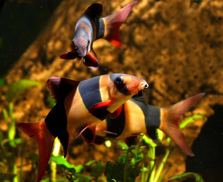 Loach