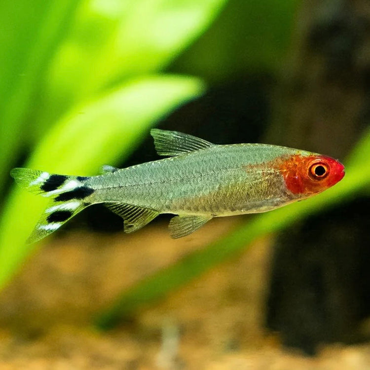 Tetra & Rasbora
