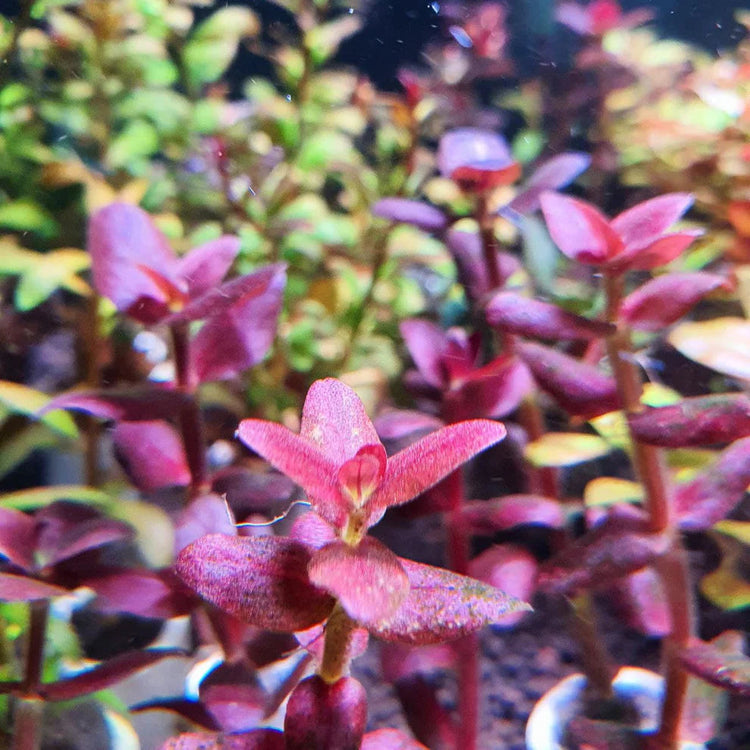 Stems