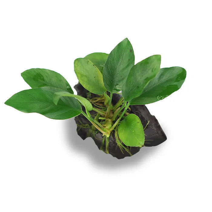 Planted Driftwood Mini-Small