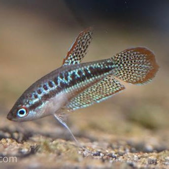 Gourami