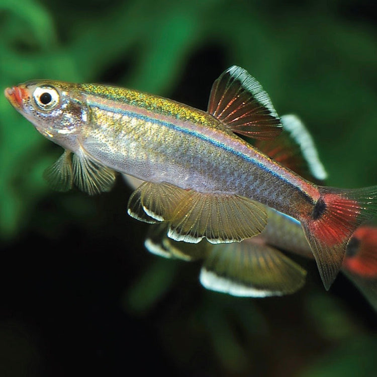 Barbs, Danio, Minnow, Medaka