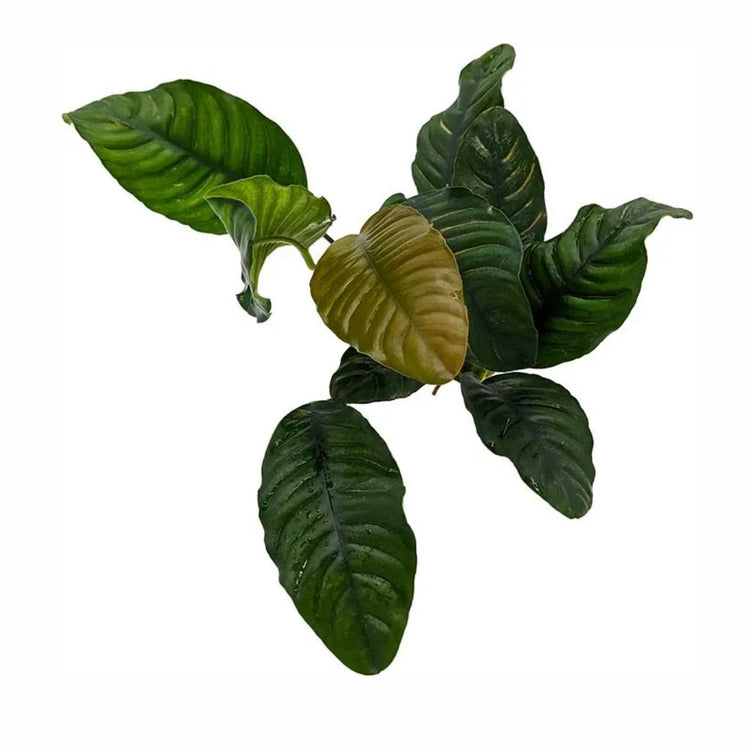 Anubias