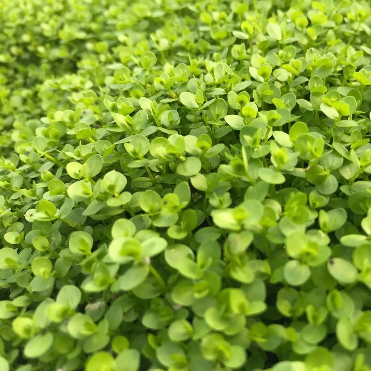 Shop All Plants WA