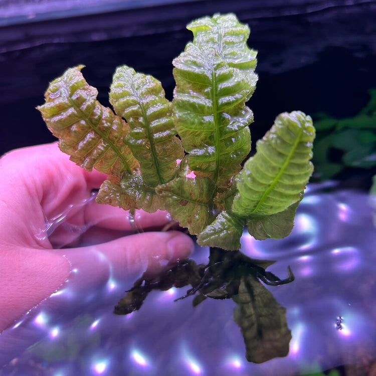 Fern