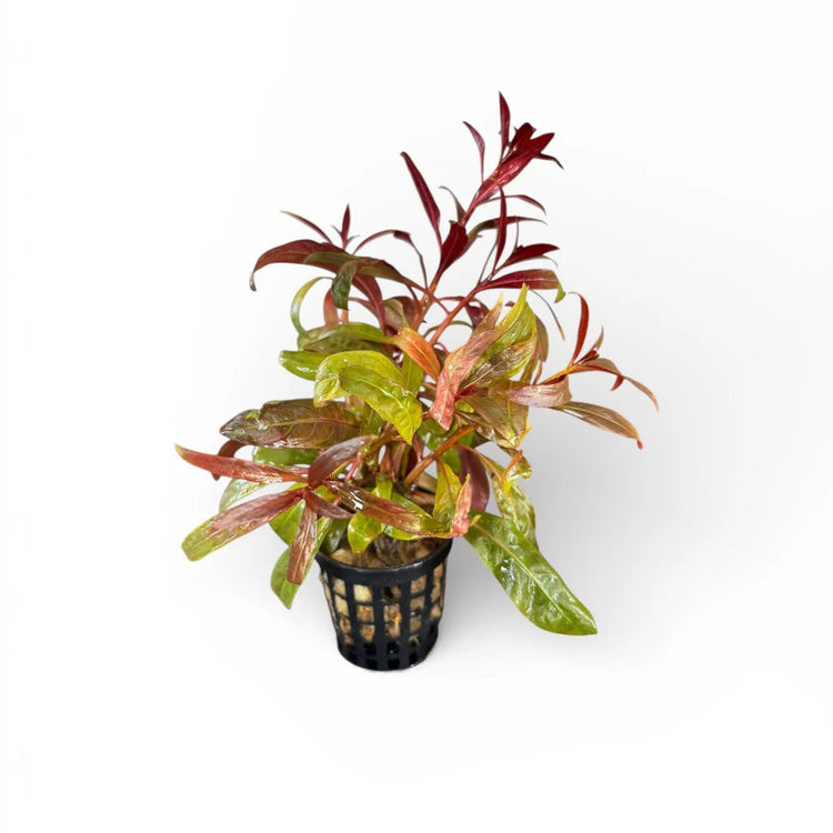 Ludwigia