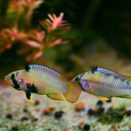 American Cichlid
