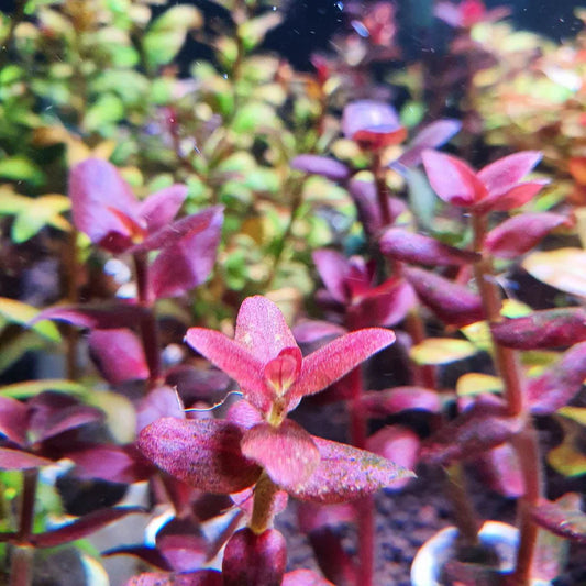 Purple Bacopa salzmanni purple