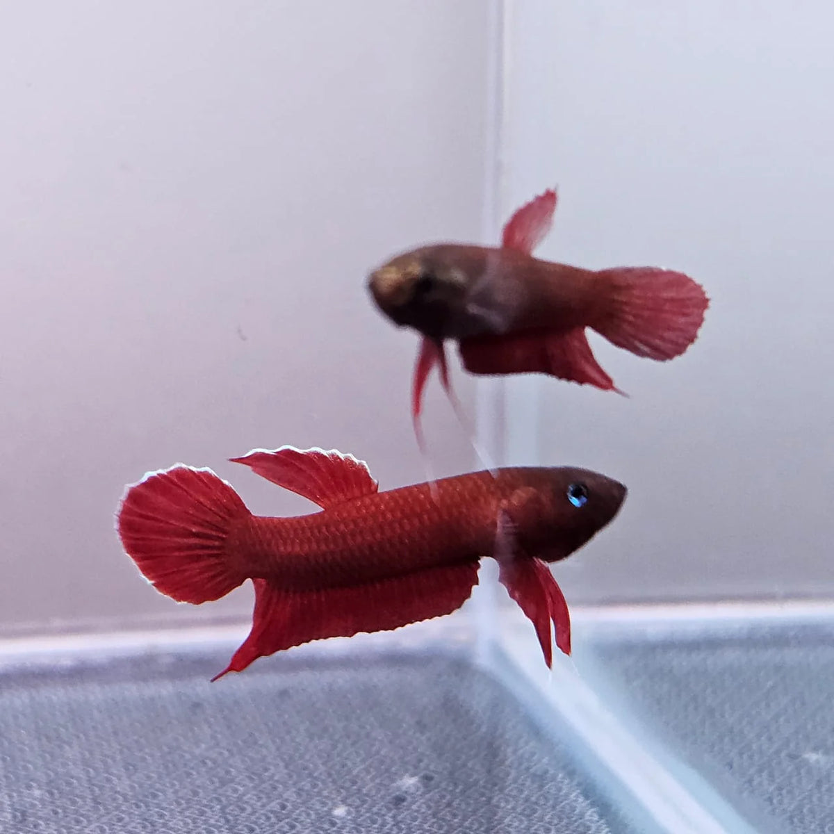 Betta Api Api Wild Pair 2.5cm