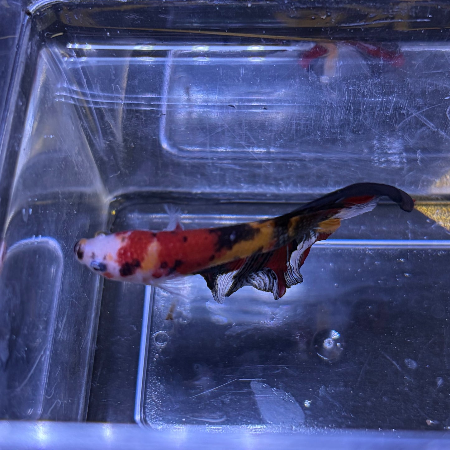 Halfmoon Multicolour/Koi Male Betta 3.5cm (E)