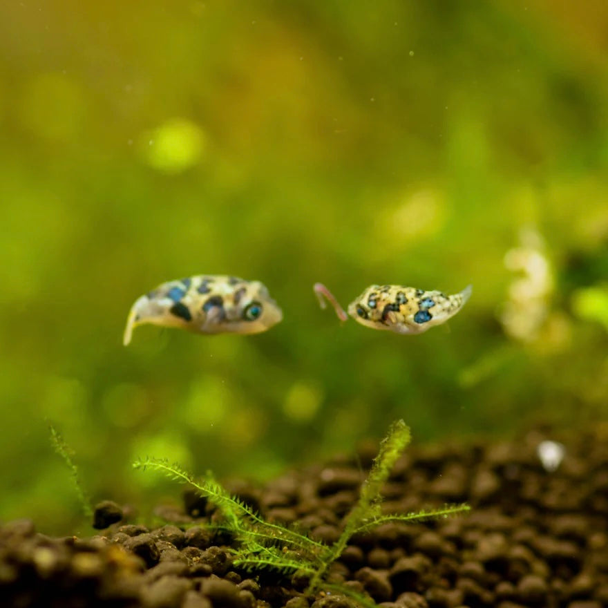Pea Puffer 1cm