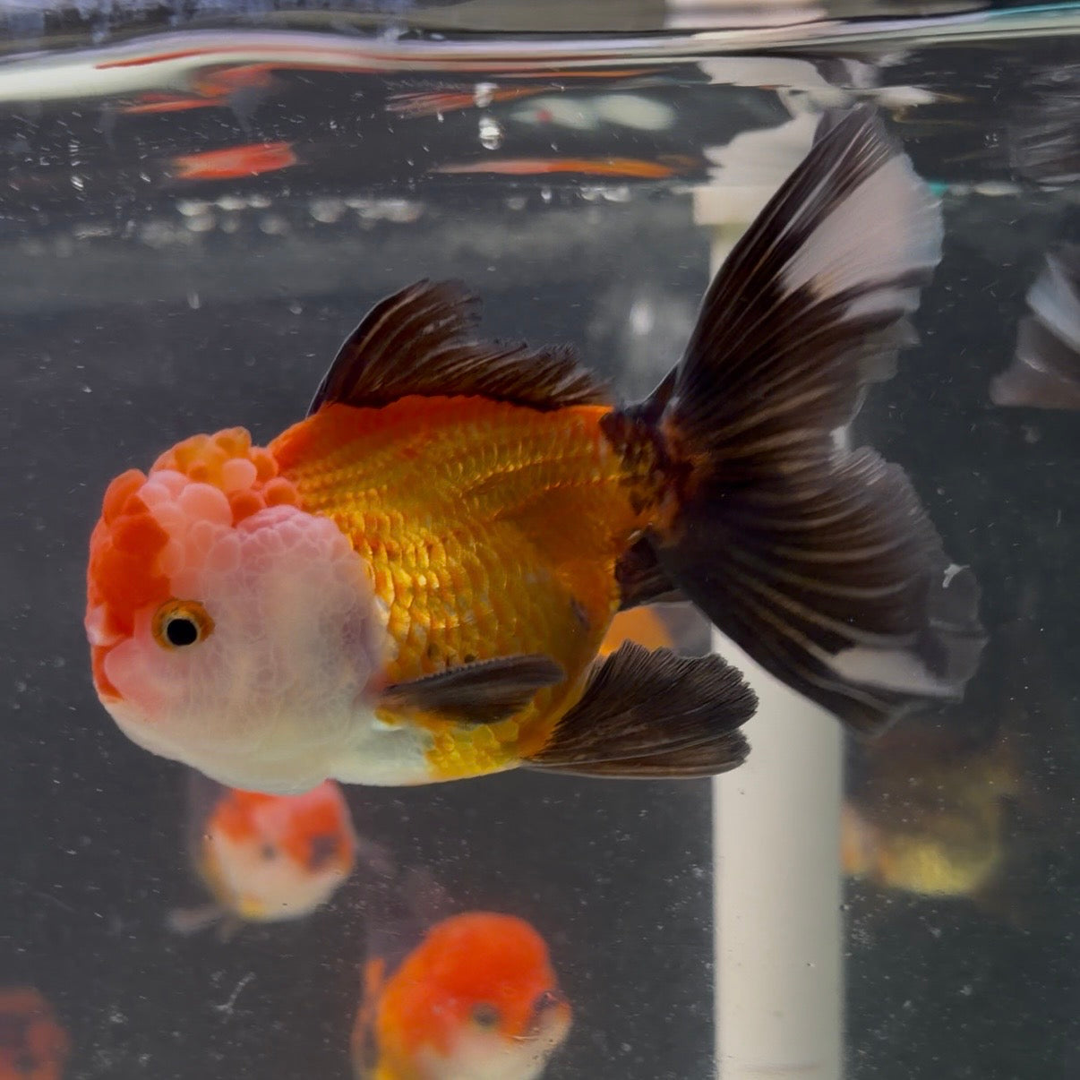 Tri Colour Oranda Tanchu 10cm