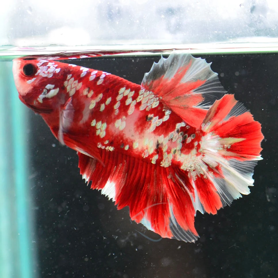 Red Gold Galaxy HMPK Male Betta 4cm