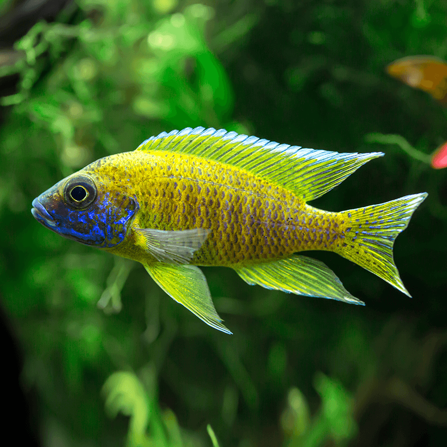 Yellow Benga Sunshine Peacock Cichlid 5cm