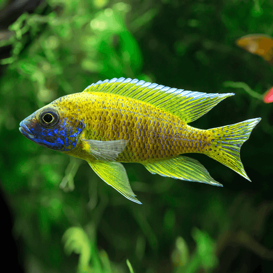 Yellow Benga Sunshine Peacock Cichlid 5cm