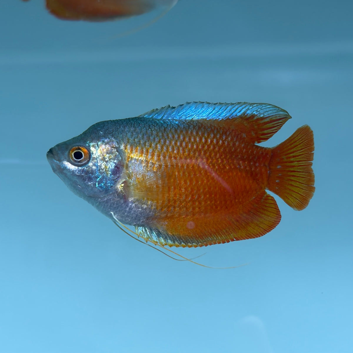 Red Flame Dwarf Gourami 5cm