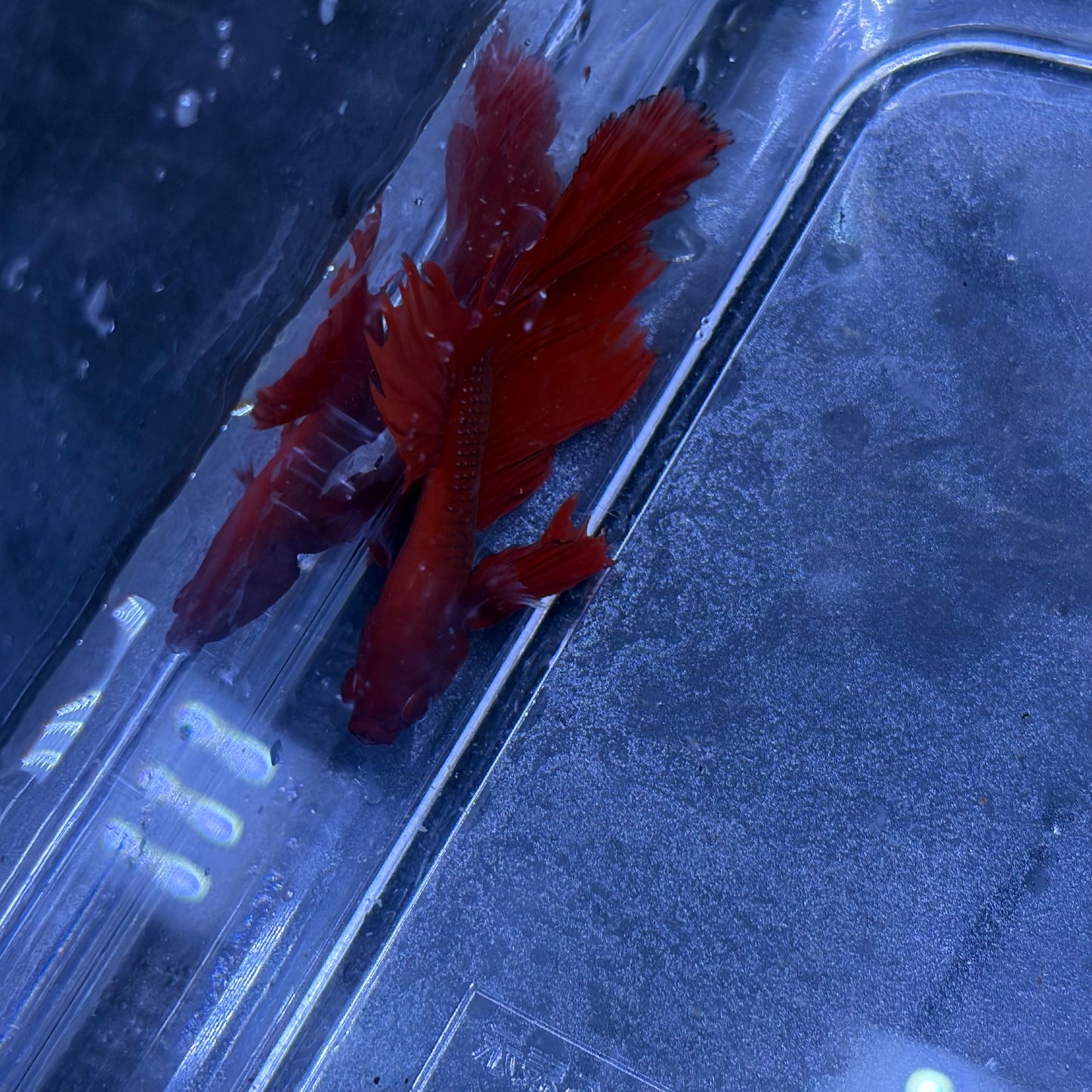 Super Delta Male Betta (Red) Example Only - Few Available