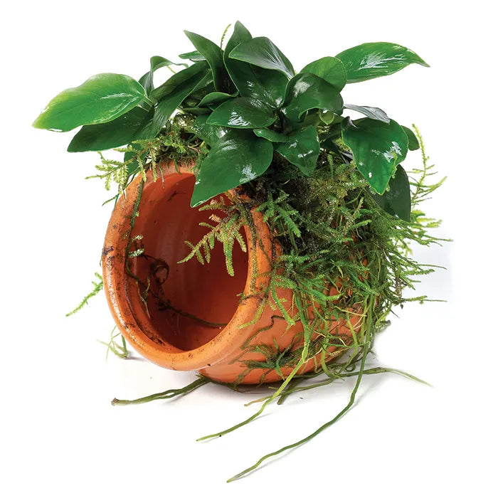 Terracotta Urn (Small) with Anubias Nana & Fontinalis antipyretica Willow Moss