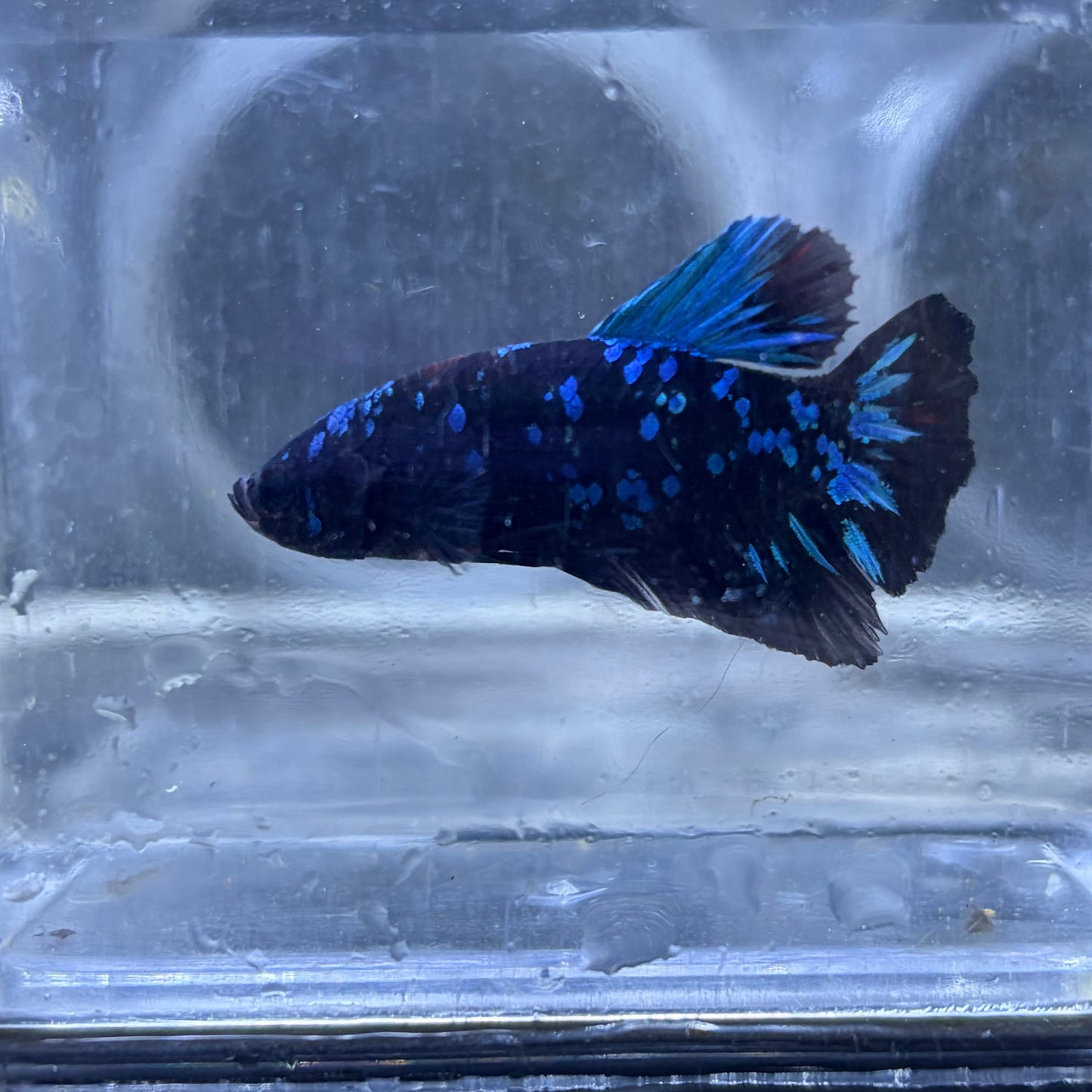 Blue Avatar Male Betta 3.5cm (A)