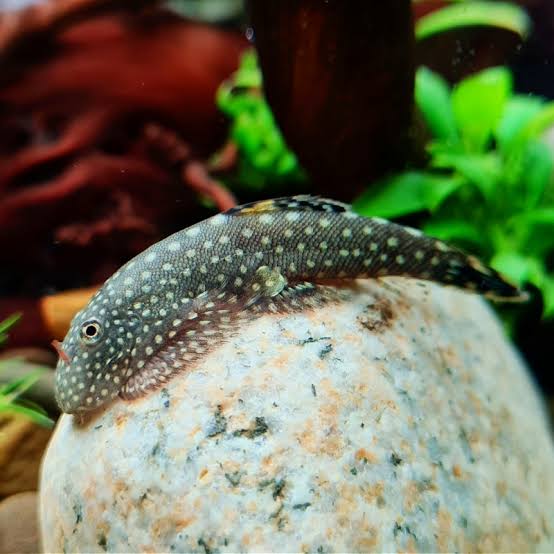 Spotted Borneo Loach 3-4cm