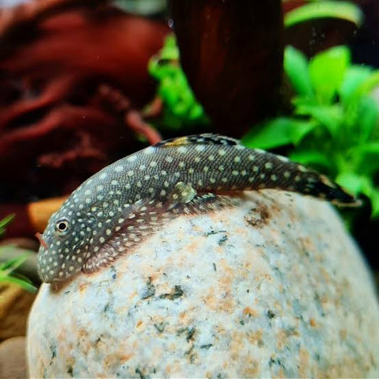 Spotted Borneo Loach 3-4cm