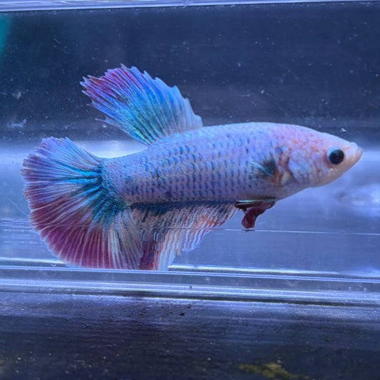 Super Delta Tail Male Betta 3.5cm (I) Shorter Fin